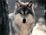 Cheyenne